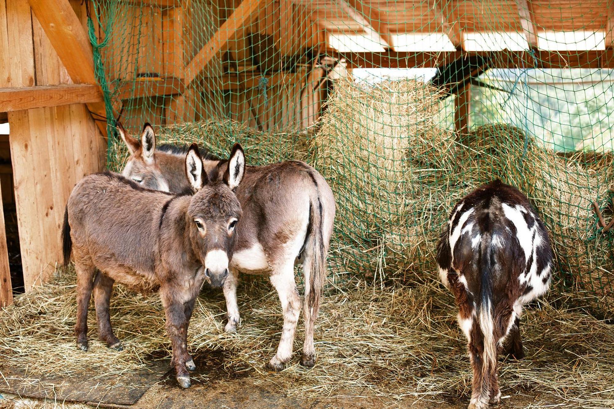 Landhaus Am Eselhof Daxstein Schöllnach Zewnętrze zdjęcie